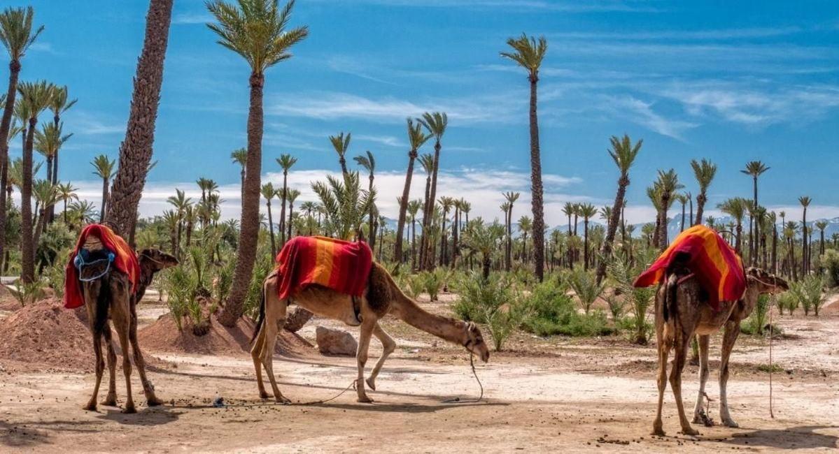 Serenite Marrakech Marrakesh